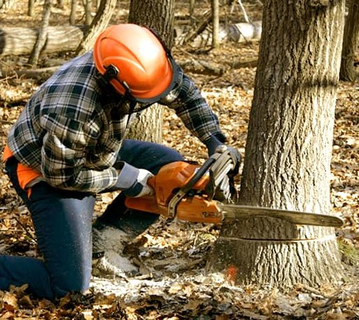Tree Removal in Fairfield, NC